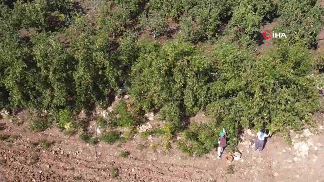 Bahçeye doğal çit olsun diye dikmişlerdi: Gelir kapısı oldu! Kilosunu 50 TL'den satıyor, bir taşla iki kuş... 10